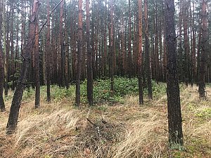 Kobylnice - J vrchol