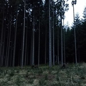 Pacovský les