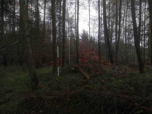 Nový les