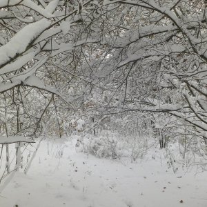 Procházka zasněženým Bobrovnickým lesem.