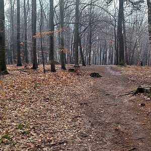 Mezi Duhou a Plesnou