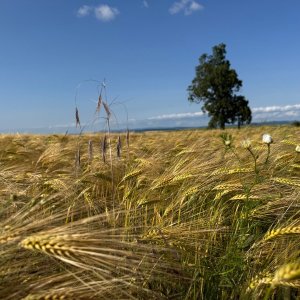 Středeční Rovnina