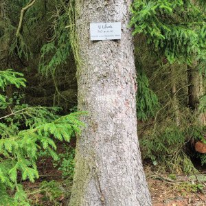 Rehabilitační procházka 