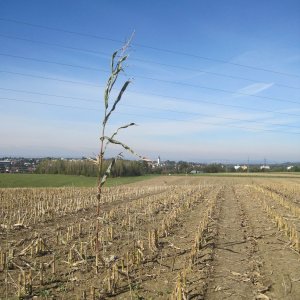 Příbor - Hájov (4xKH)