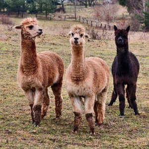 Drahanská vrchovina