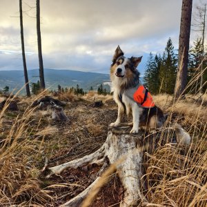 Zlatohorská vrchovina