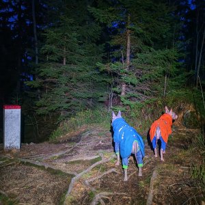 Šárka na vrcholu Súľov (31.10.2025 17:04)