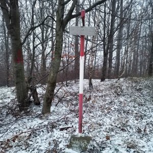 Šárka na vrcholu Gutský vršek (6.12.2024 15:55)