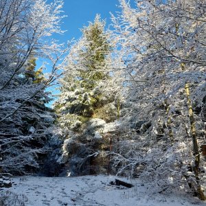 Ila na vrcholu Ropice (16.11.2024)
