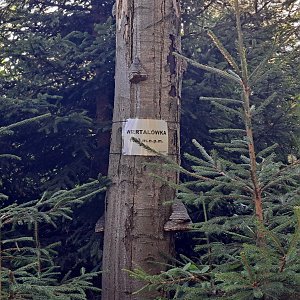 Horalka Anička na vrcholu Wiertalowka (4.8.2024 7:57)