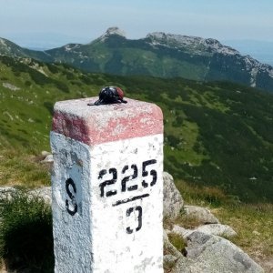 Jiřina na vrcholu Prostredný Goričkový vrch (10.7.2023)
