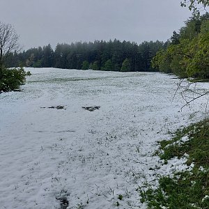 Mykas na vrcholu Pavlův vrch (18.4.2024 13:32)