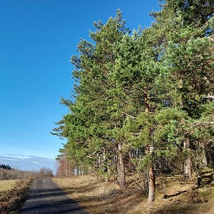 Mykas na vrcholu Škalice (27.12.2023 10:50)
