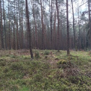 Cyklista 73 na vrcholu Hadí vrch (10.4.2025 11:08)