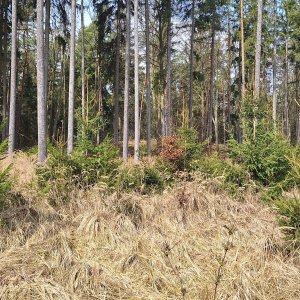 Cyklista 73 na vrcholu Hadí vrch - SZ vrchol (10.4.2025 11:16)