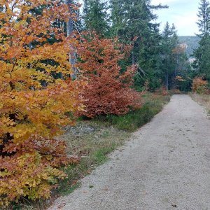 Mykas na vrcholu Vlčí hřeben S (21.10.2024 16:58)