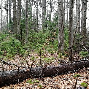 Vladimír Grančay na vrcholu Nad Sedmicestím (23.3.2024 10:55)