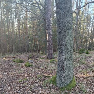 Cyklista 73 na vrcholu Na Skále (20.3.2025 16:52)