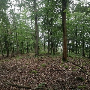 Holi na vrcholu Kobylnice (7.7.2024 15:40)