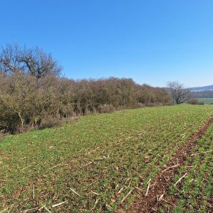 Cyklista 73 na vrcholu Kozí vrch (21.3.2025 10:10)