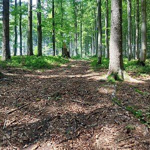 Mykas na vrcholu Babí vrch (10.7.2024 12:52)