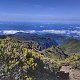 coccobello na vrcholu Pico Ruivo (21.5.2021 17:30)