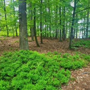 Pavel Vohryzka na vrcholu Leopoldova výšina (17.5.2025 13:00)