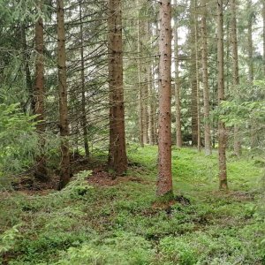 Vladimír Grančay na vrcholu Kaliště - Z vrchol (12.7.2025 12:50)