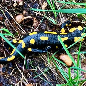 Johana Štefflová na vrcholu Vysoký kámen V vrchol (18.4.2025 14:36)