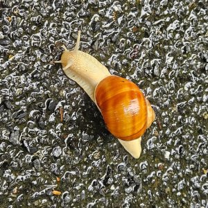 Marcela Kubíčková na vrcholu Malý Javorník (28.7.2025 10:55)