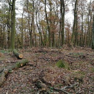 Vladimír Grančay na vrcholu Pulgarská stráň (6.11.2024 15:51)