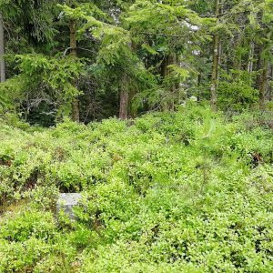 Vladimír Grančay na vrcholu Svatý Prokop (9.7.2025 14:15)