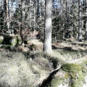 Vladimír Grančay na vrcholu Nad Studánkami (5.3.2025 13:30)