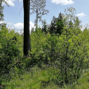 Šumavské podhůří