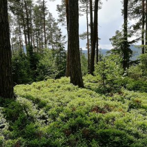 Vladimír Grančay na vrcholu Kraví hora - JZ vrchol (21.5.2025 13:10)