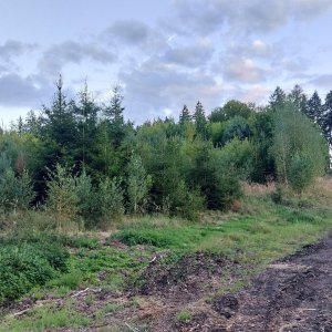 Mykas na vrcholu Kamenný vrch (3.9.2025 19:19)