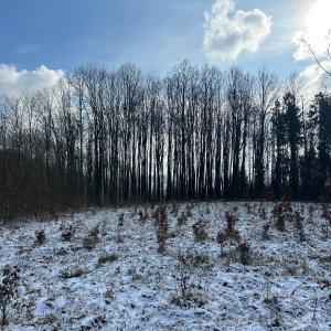 akam na vrcholu Tamovská hůrka  (16.2.2025 11:19)