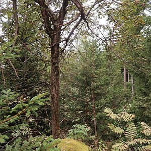 Bouřka na vrcholu Hochzellberg - J (25.8.2024 15:18)