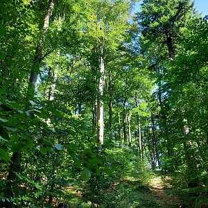 Mykas na vrcholu Kohlriegel (6.9.2023 14:51)