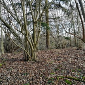 Vladimír Grančay na vrcholu V Hůrkách - V vrchol (24.1.2025 14:31)