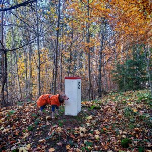 Šárka na vrcholu Bartkův vrch (31.10.2025 14:57)