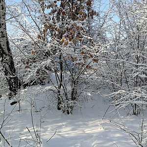 Vladimír Grančay na vrcholu Bolíkovický vrch - S vrchol (10.1.2024 14:36)
