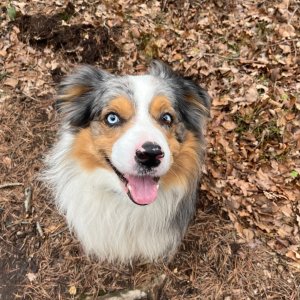 Mertelici na tripu na vrcholu Kostelecká hůra (7.1.2025 13:17)