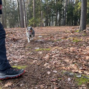 Mertelici na tripu na vrcholu Blanická stráň (18.1.2025 13:57)