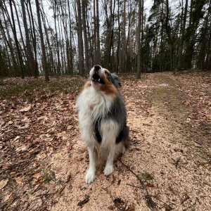 Mertelici na tripu na vrcholu Blanická stráň (21.1.2025 14:59)