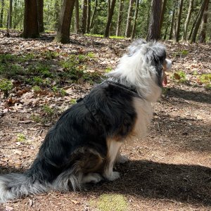 Mertelici na tripu na vrcholu Blanická stráň (27.2.2025 11:41)