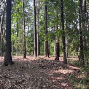Mertelici na tripu na vrcholu Blanická stráň (4.6.2025 14:05)