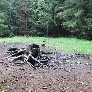 ZdenkaV na vrcholu Mladějovský vrch - SZ vrchol (20.4.2024 14:21)