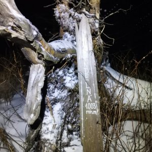 Šárka na vrcholu Šindelná (6.12.2024 17:00)