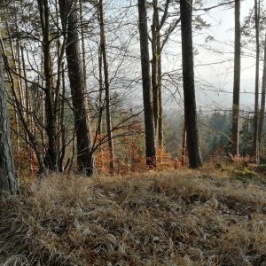 Vladimír Grančay na vrcholu Nad Hejdlovským rybníkem (8.2.2025 15:35)